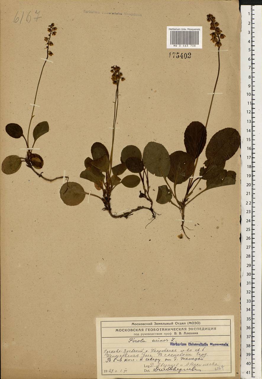 Pyrola minor L., Eastern Europe, Moscow region (E4a) (Russia)