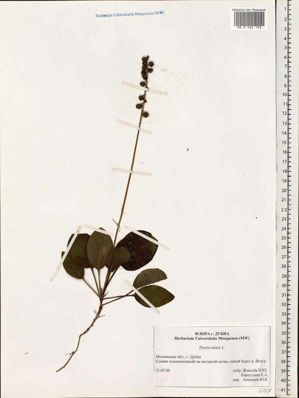 Pyrola minor L., Eastern Europe, Moscow region (E4a) (Russia)