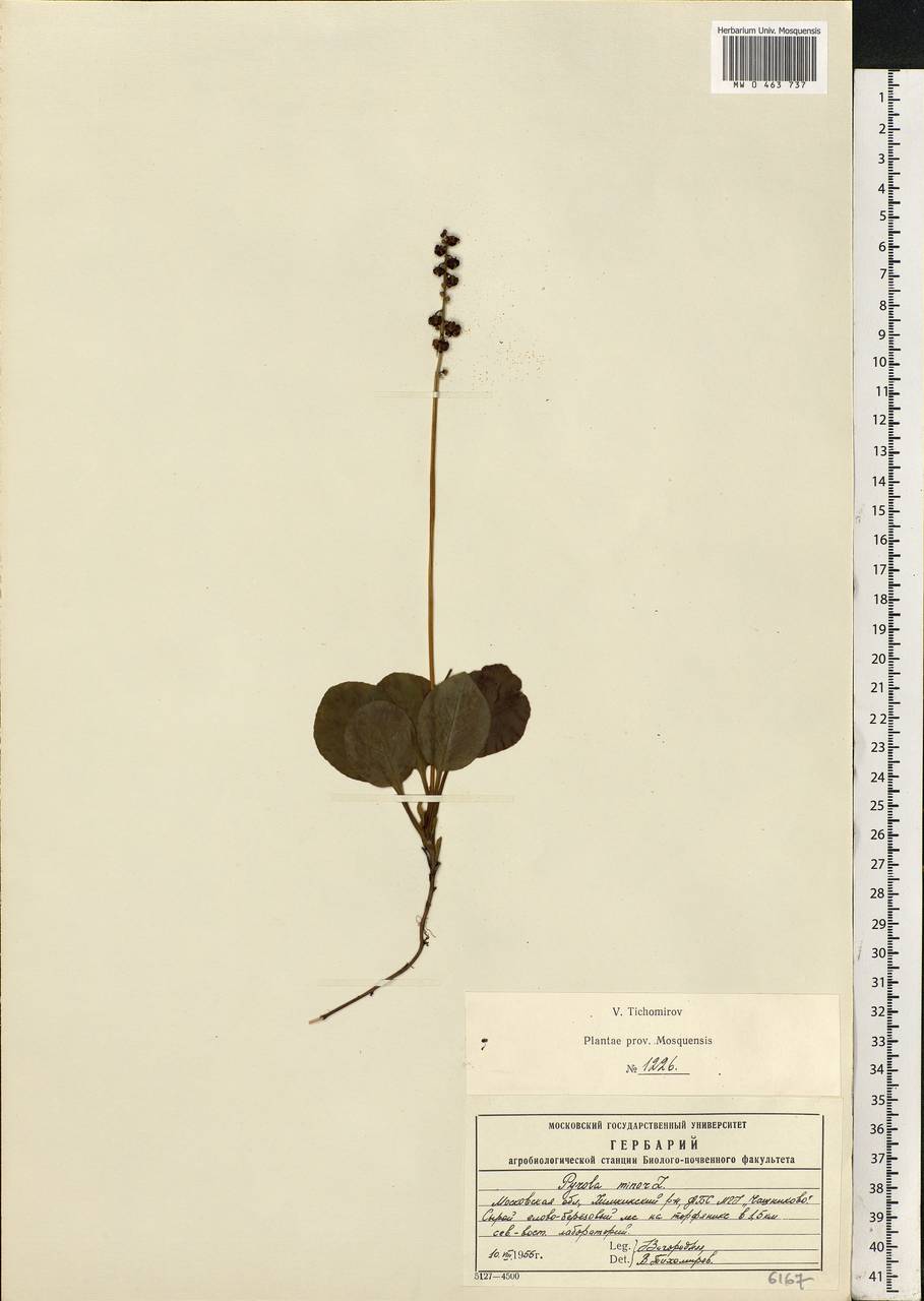 Pyrola minor L., Eastern Europe, Moscow region (E4a) (Russia)