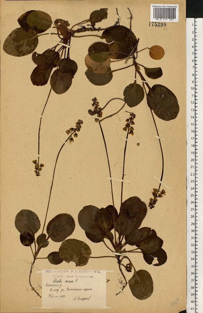 Pyrola minor L., Eastern Europe, Moscow region (E4a) (Russia)