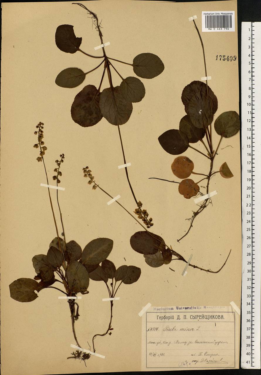 Pyrola minor L., Eastern Europe, Moscow region (E4a) (Russia)