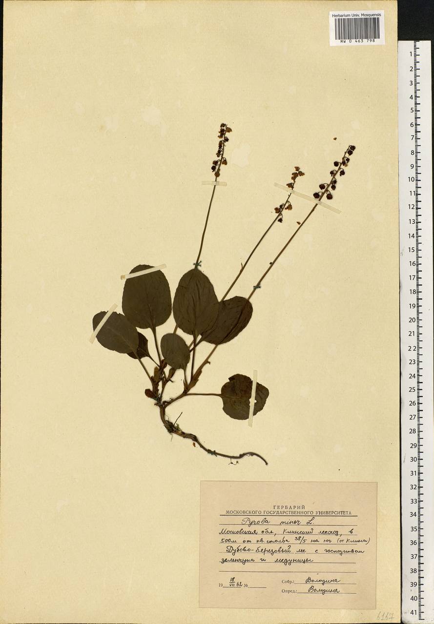 Pyrola minor L., Eastern Europe, Moscow region (E4a) (Russia)