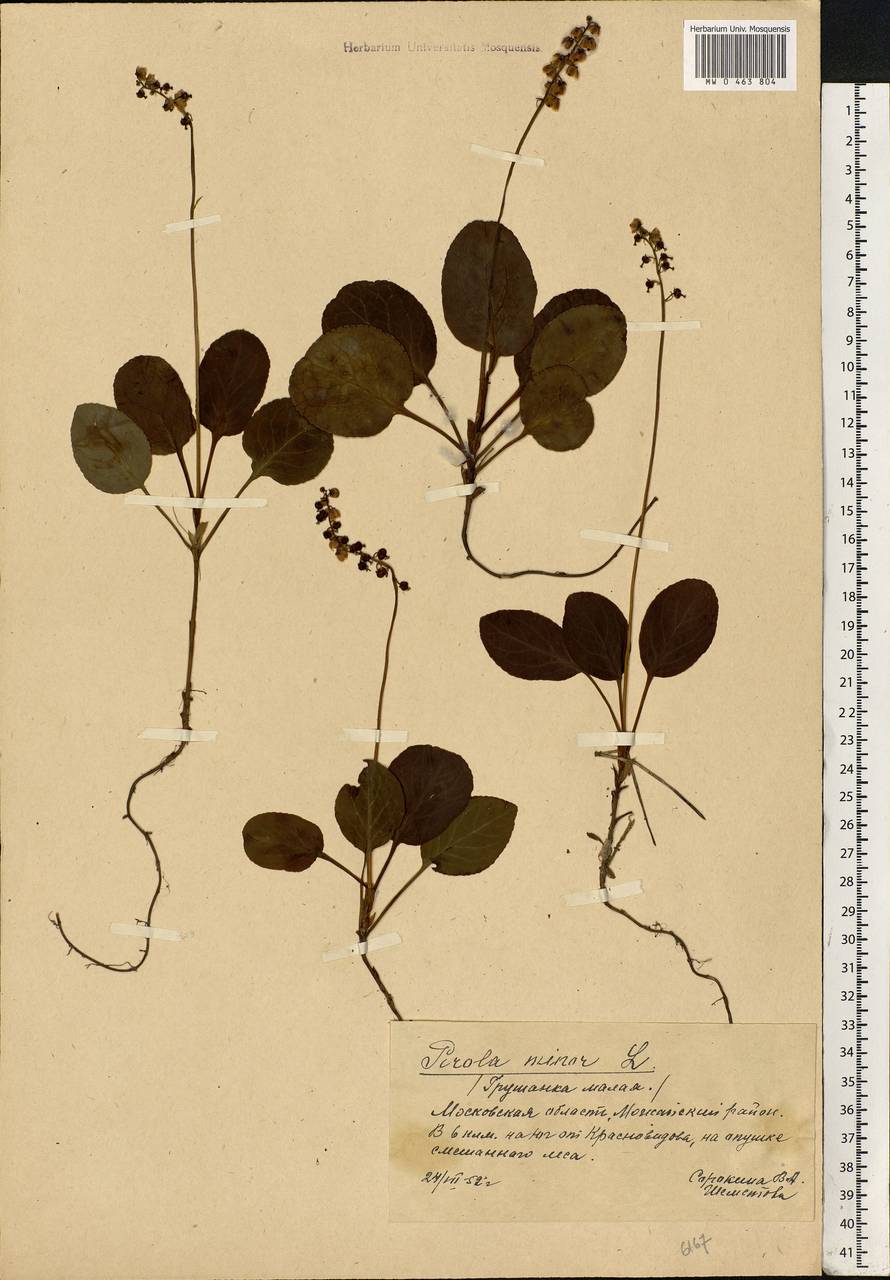 Pyrola minor L., Eastern Europe, Moscow region (E4a) (Russia)