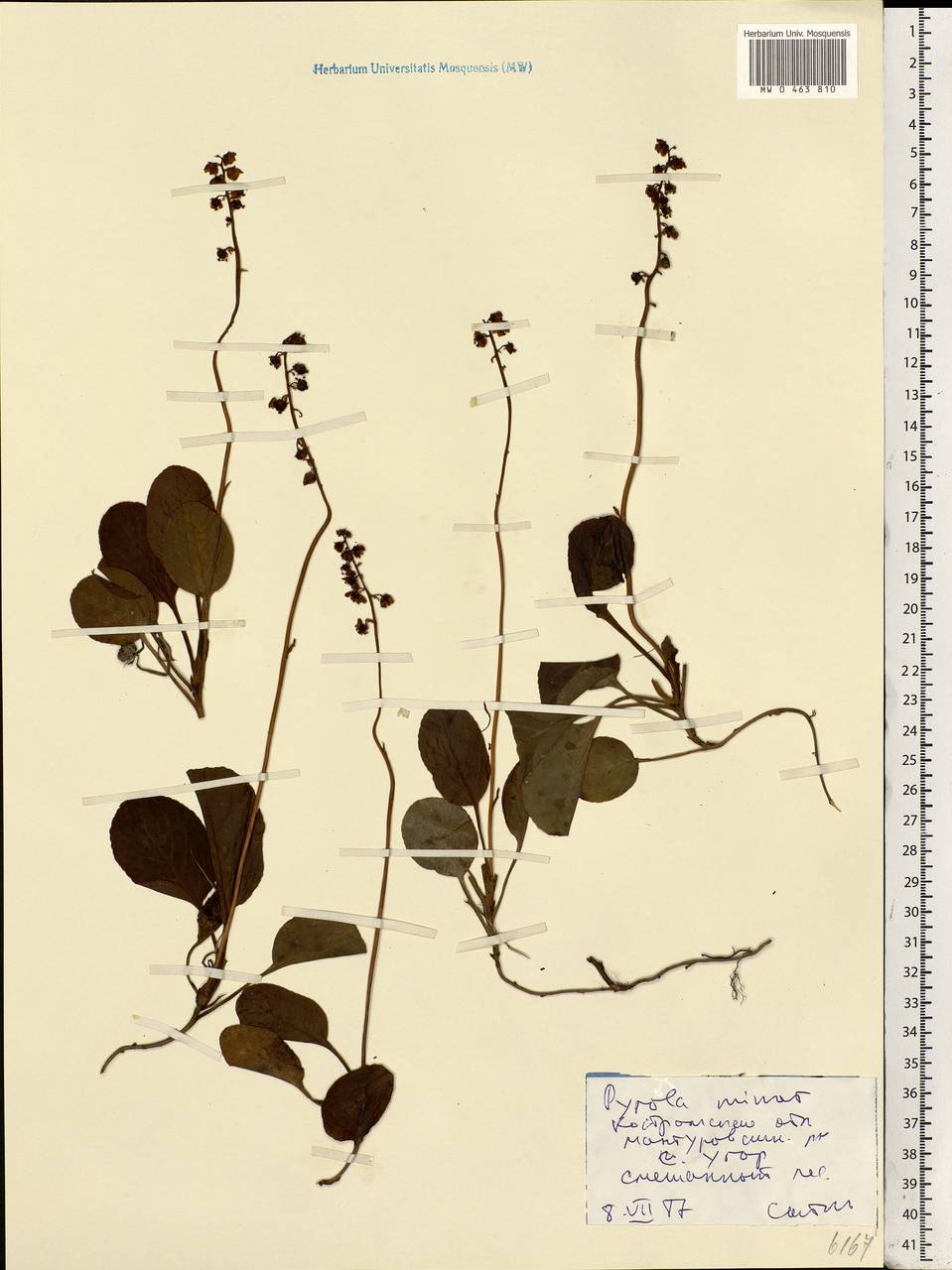 Pyrola minor L., Eastern Europe, Central forest region (E5) (Russia)