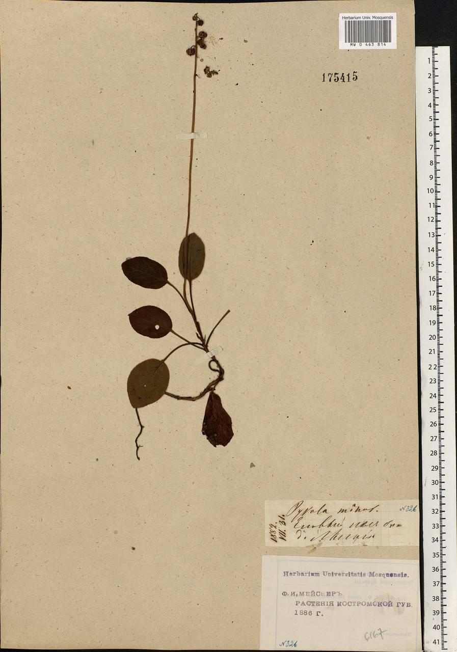 Pyrola minor L., Eastern Europe, Central forest region (E5) (Russia)