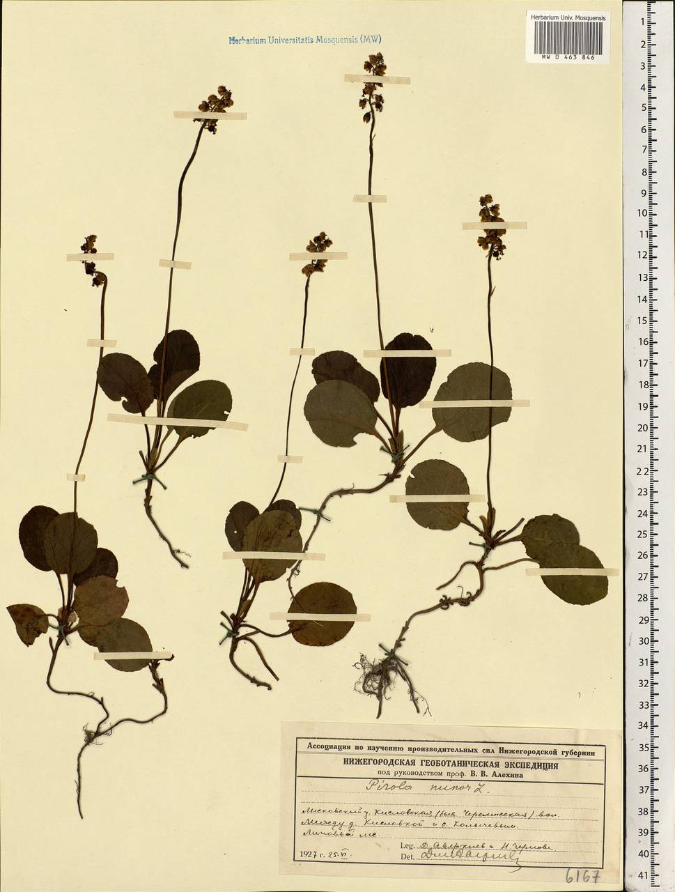 Pyrola minor L., Eastern Europe, Volga-Kama region (E7) (Russia)