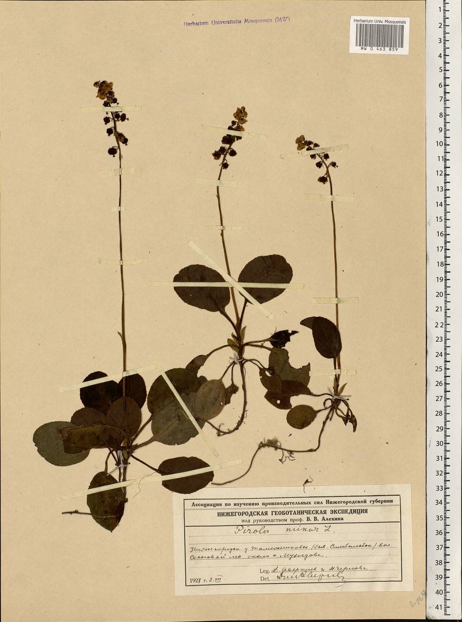 Pyrola minor L., Eastern Europe, Volga-Kama region (E7) (Russia)