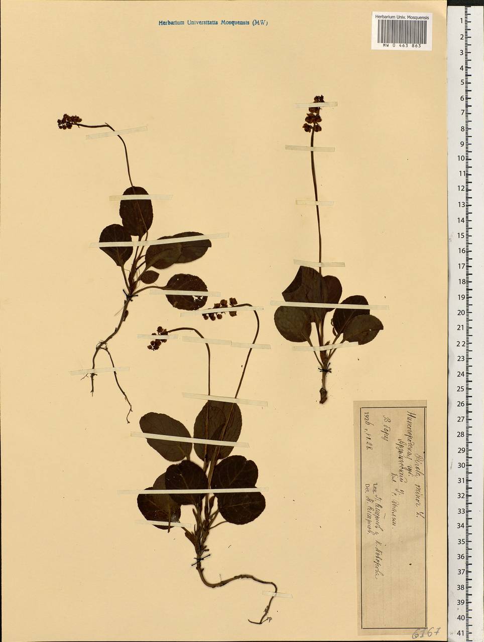 Pyrola minor L., Eastern Europe, Volga-Kama region (E7) (Russia)