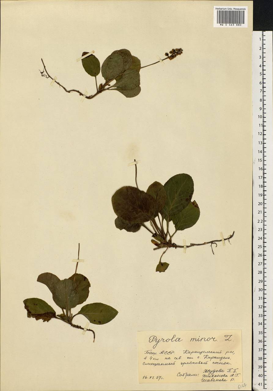 Pyrola minor L., Eastern Europe, Eastern region (E10) (Russia)