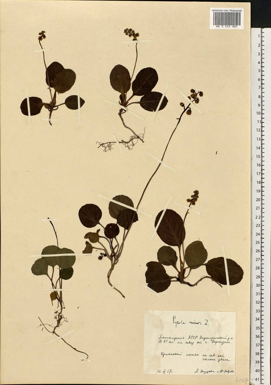 Pyrola minor L., Eastern Europe, Eastern region (E10) (Russia)