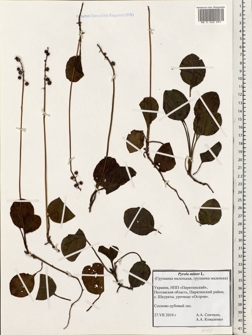 Pyrola minor L., Eastern Europe, North Ukrainian region (E11) (Ukraine)