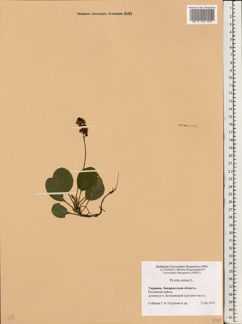 Pyrola minor L., Eastern Europe, West Ukrainian region (E13) (Ukraine)