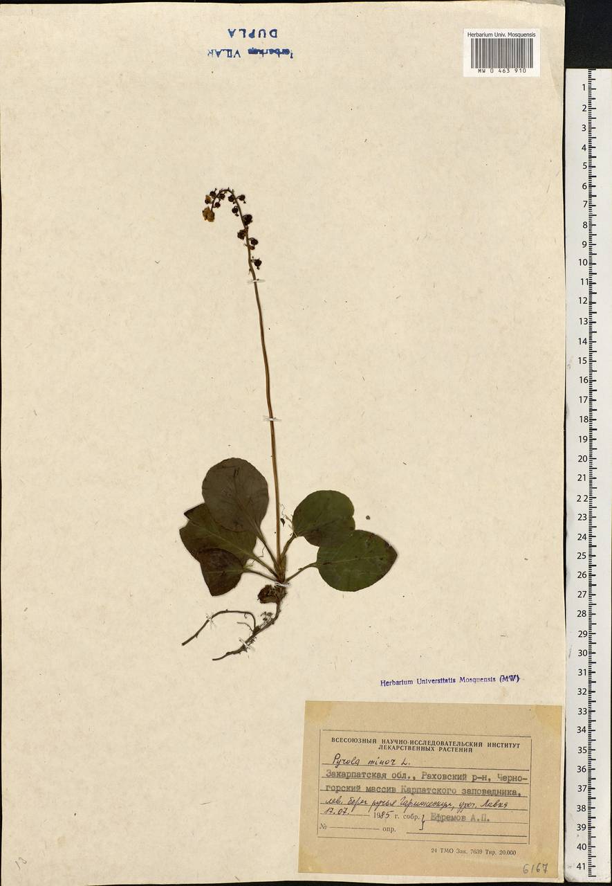 Pyrola minor L., Eastern Europe, West Ukrainian region (E13) (Ukraine)