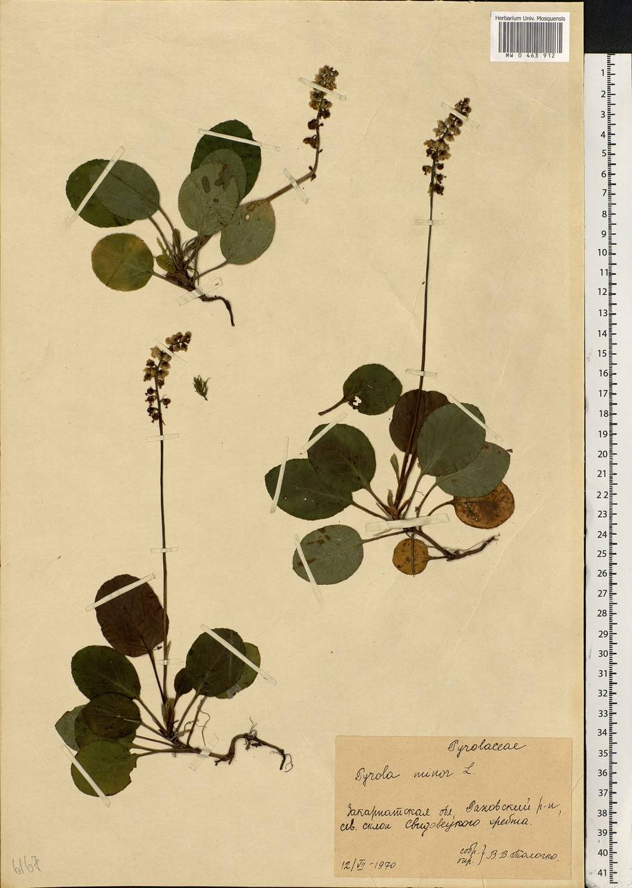 Pyrola minor L., Eastern Europe, West Ukrainian region (E13) (Ukraine)