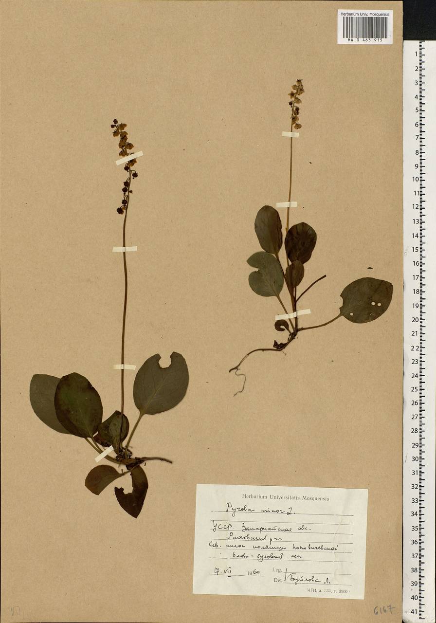 Pyrola minor L., Eastern Europe, West Ukrainian region (E13) (Ukraine)