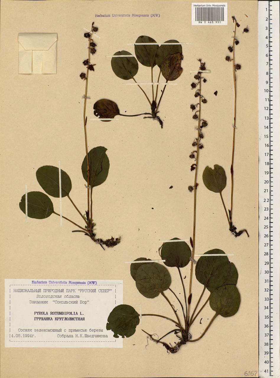 Pyrola rotundifolia L., Eastern Europe, Northern region (E1) (Russia)