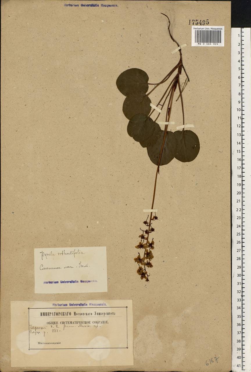 Pyrola rotundifolia L., Eastern Europe, Belarus (E3a) (Belarus)