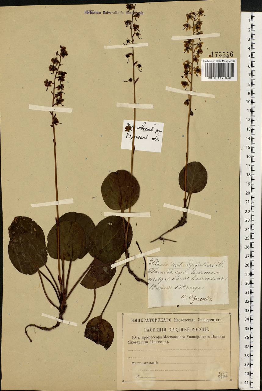 Pyrola rotundifolia L., Eastern Europe, Central region (E4) (Russia)