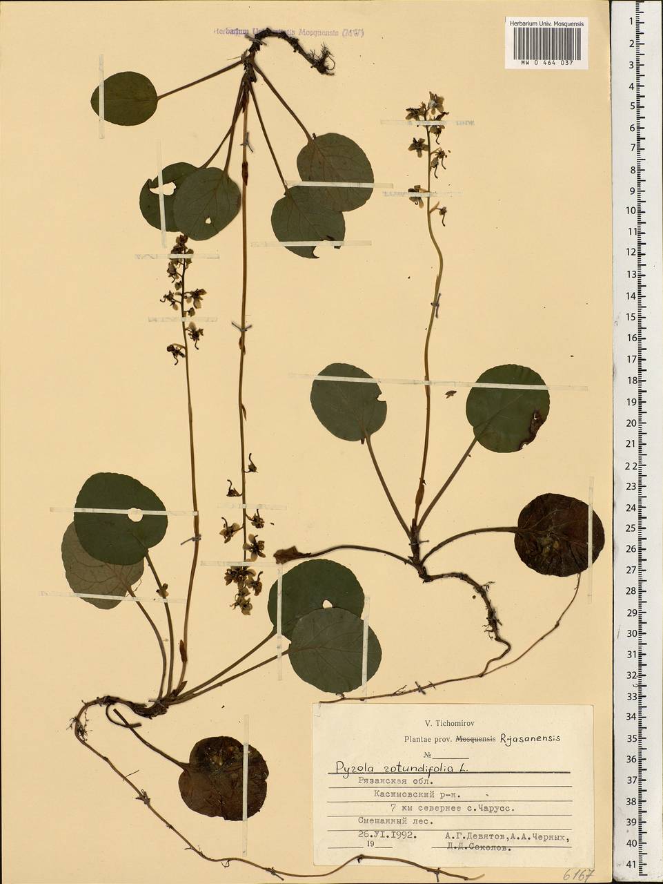 Pyrola rotundifolia L., Eastern Europe, Central region (E4) (Russia)
