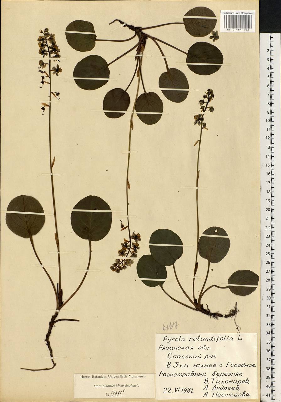 Pyrola rotundifolia L., Eastern Europe, Central region (E4) (Russia)