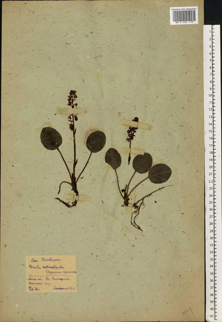 Pyrola rotundifolia L., Eastern Europe, Moscow region (E4a) (Russia)