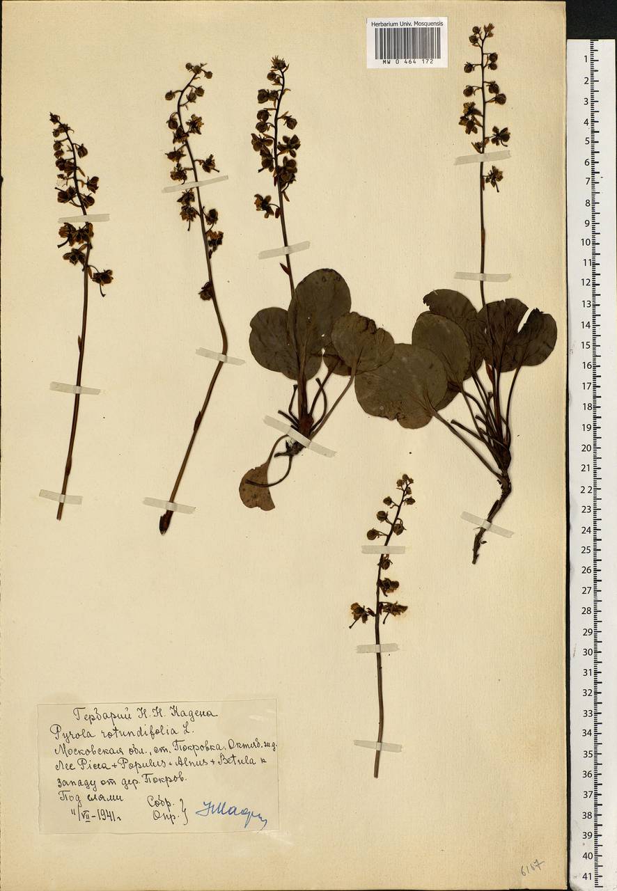 Pyrola rotundifolia L., Eastern Europe, Moscow region (E4a) (Russia)