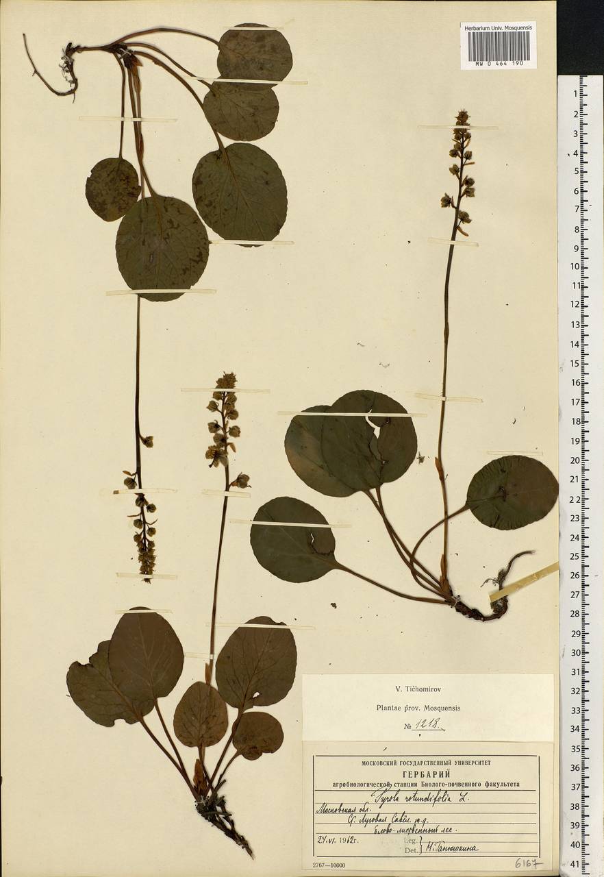 Pyrola rotundifolia L., Eastern Europe, Moscow region (E4a) (Russia)