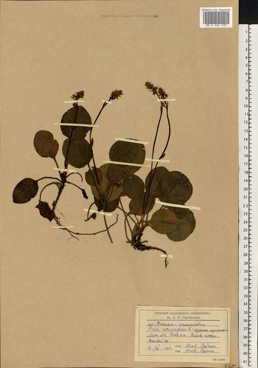 Pyrola rotundifolia L., Eastern Europe, Moscow region (E4a) (Russia)