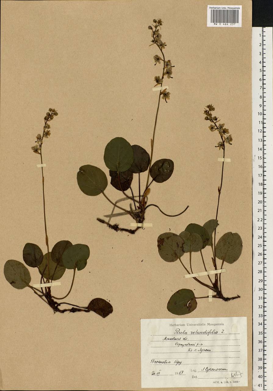 Pyrola rotundifolia L., Eastern Europe, Moscow region (E4a) (Russia)