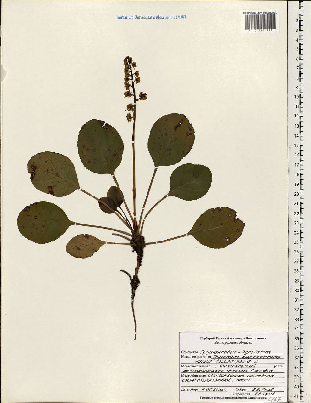 Pyrola rotundifolia L., Eastern Europe, Central forest-and-steppe region (E6) (Russia)