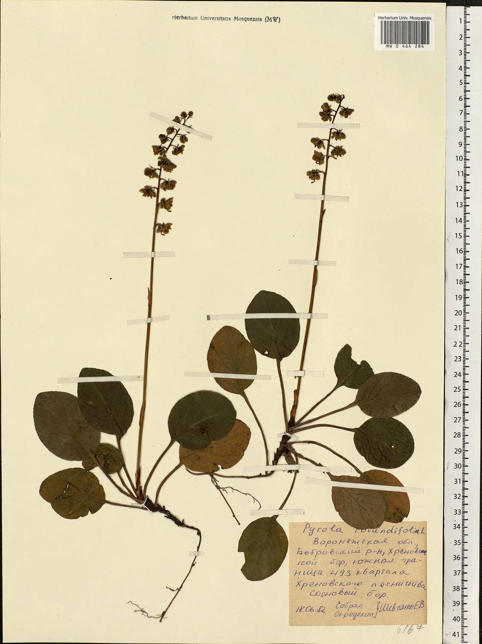 Pyrola rotundifolia L., Eastern Europe, Central forest-and-steppe region (E6) (Russia)