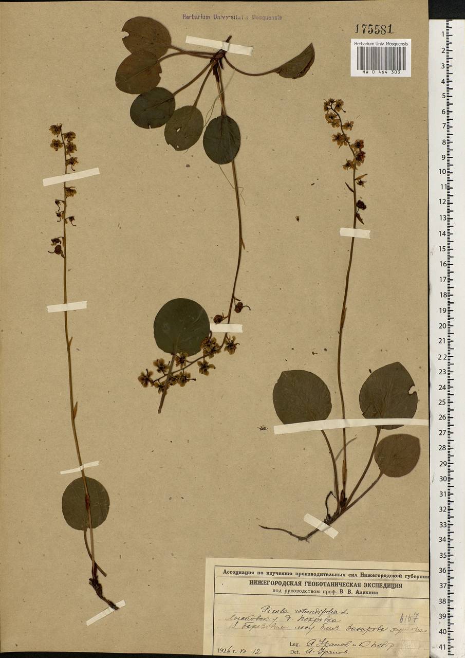 Pyrola rotundifolia L., Eastern Europe, Volga-Kama region (E7) (Russia)