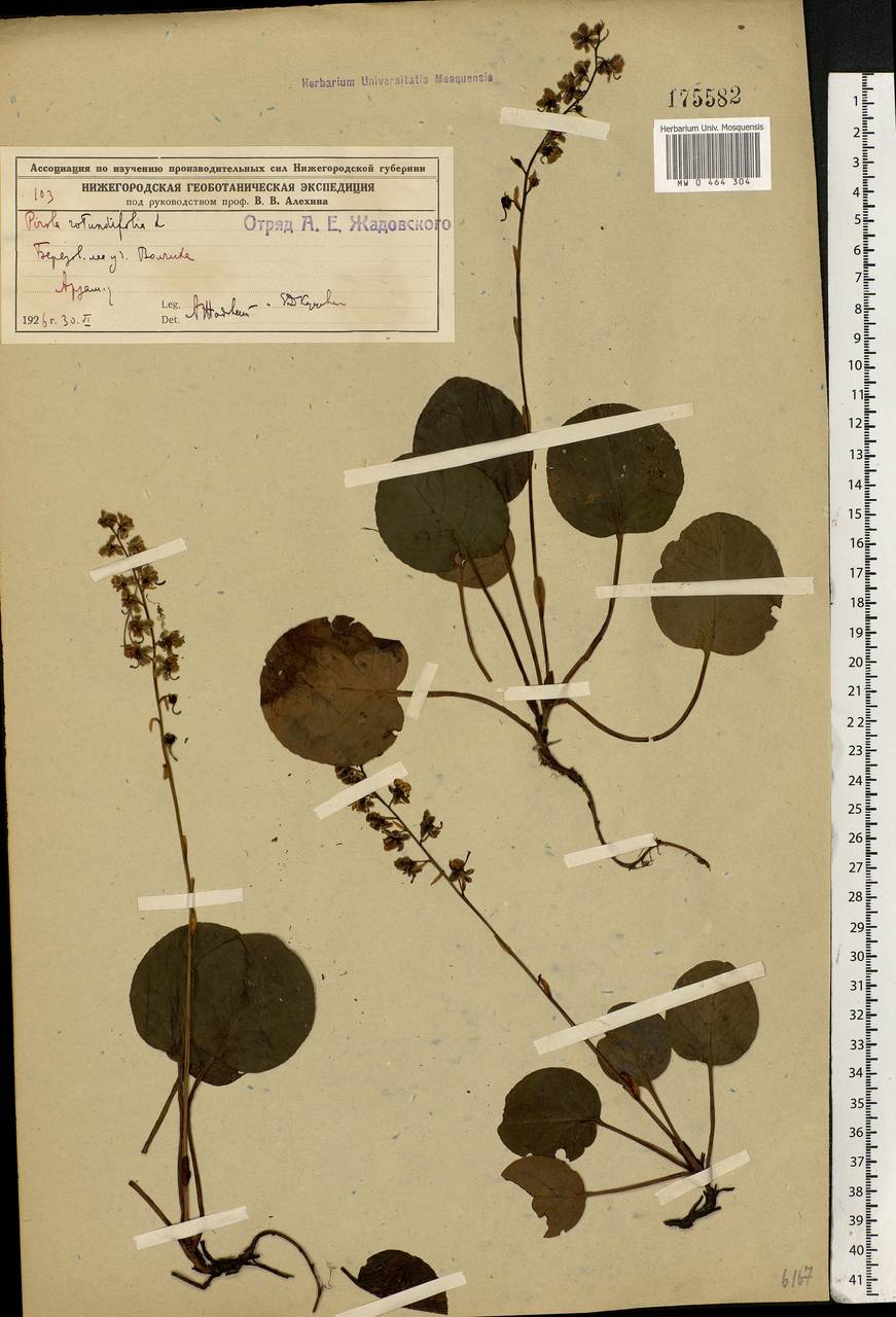 Pyrola rotundifolia L., Eastern Europe, Volga-Kama region (E7) (Russia)