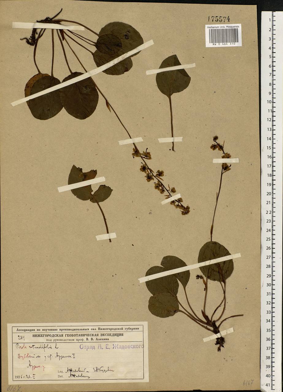 Pyrola rotundifolia L., Eastern Europe, Volga-Kama region (E7) (Russia)