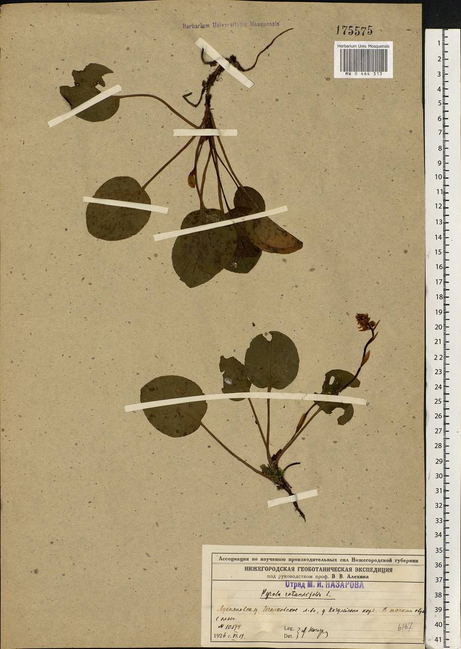 Pyrola rotundifolia L., Eastern Europe, Middle Volga region (E8) (Russia)