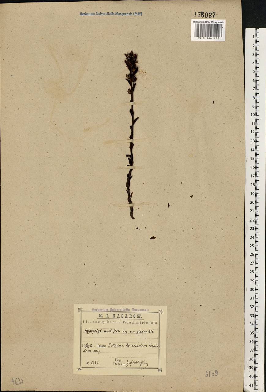 Hypopitys hypophegea (Wallr.) G. Don, Eastern Europe, Central region (E4) (Russia)