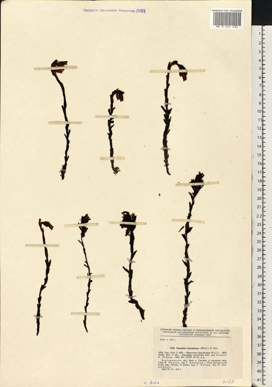 Hypopitys hypophegea (Wallr.) G. Don, Eastern Europe, Central forest-and-steppe region (E6) (Russia)