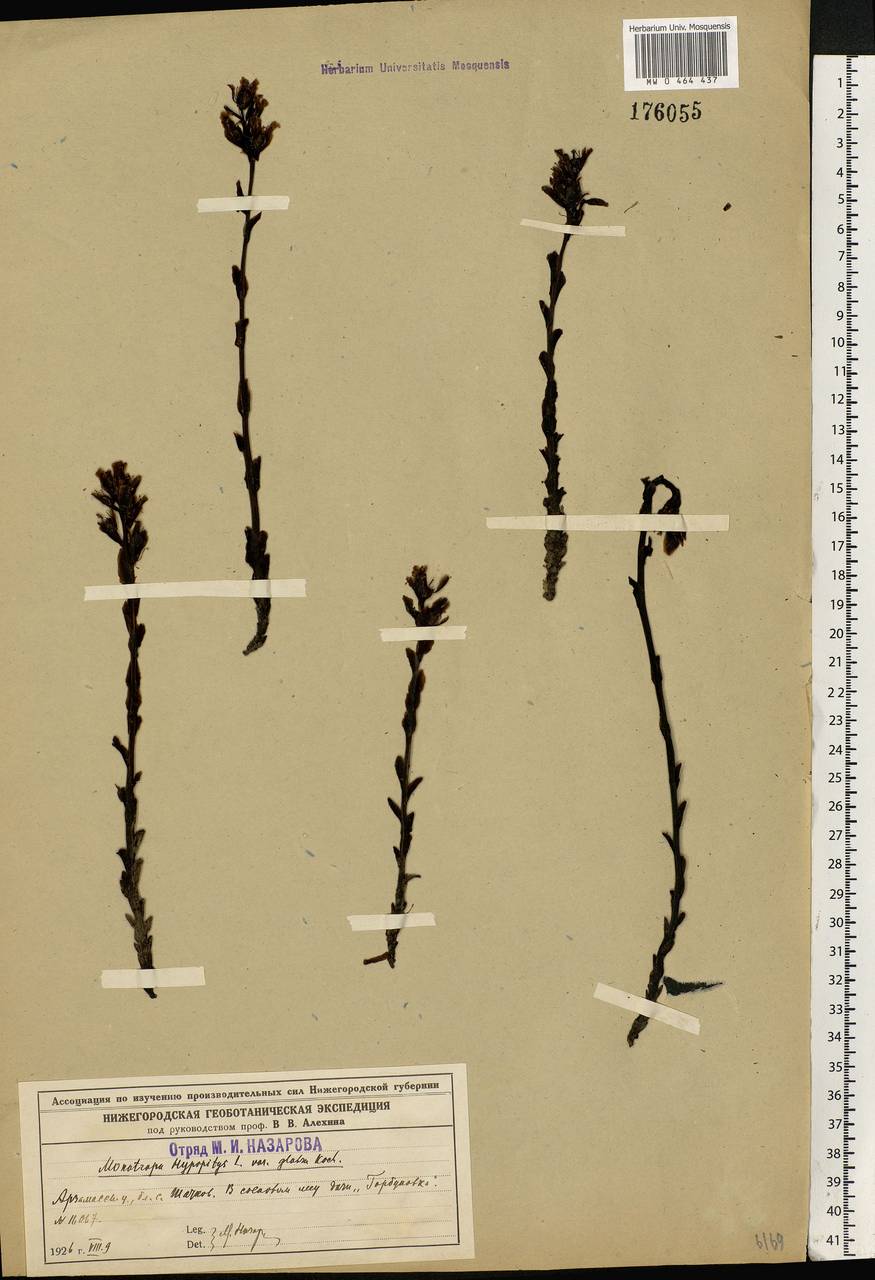 Hypopitys hypophegea (Wallr.) G. Don, Eastern Europe, Volga-Kama region (E7) (Russia)