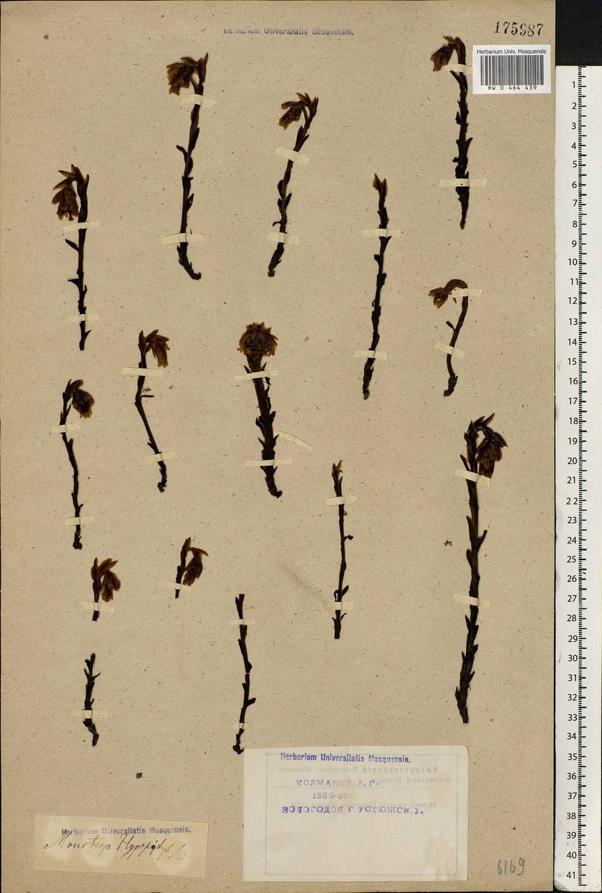 Hypopitys monotropa Crantz, Eastern Europe, Northern region (E1) (Russia)