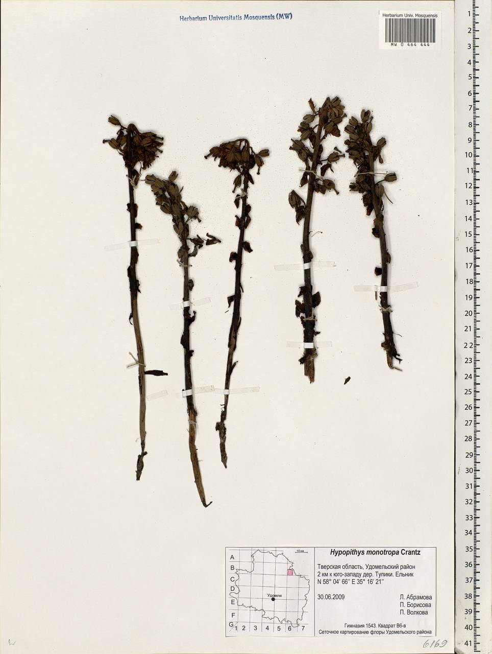 Hypopitys monotropa, Eastern Europe, North-Western region (E2) (Russia)