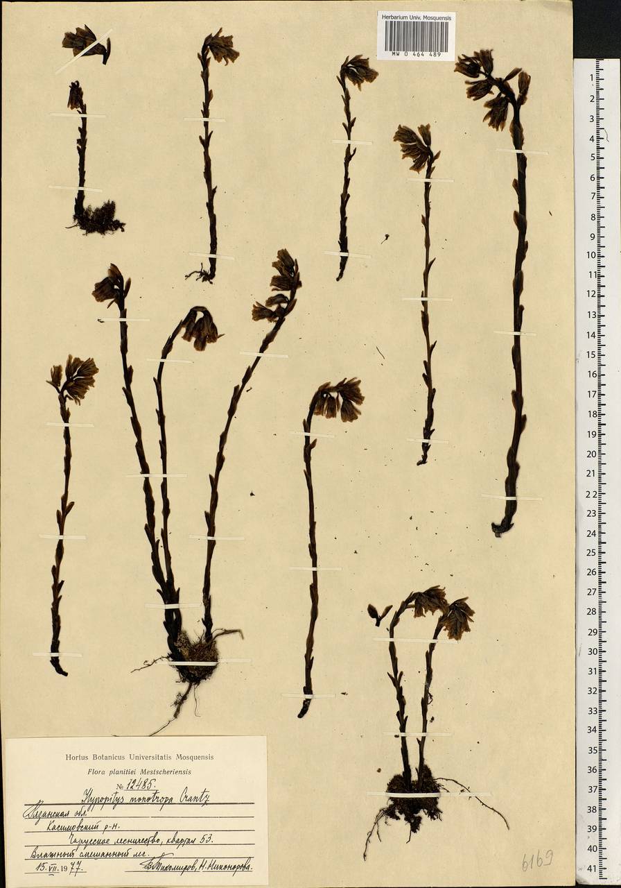 Hypopitys monotropa, Eastern Europe, Central region (E4) (Russia)