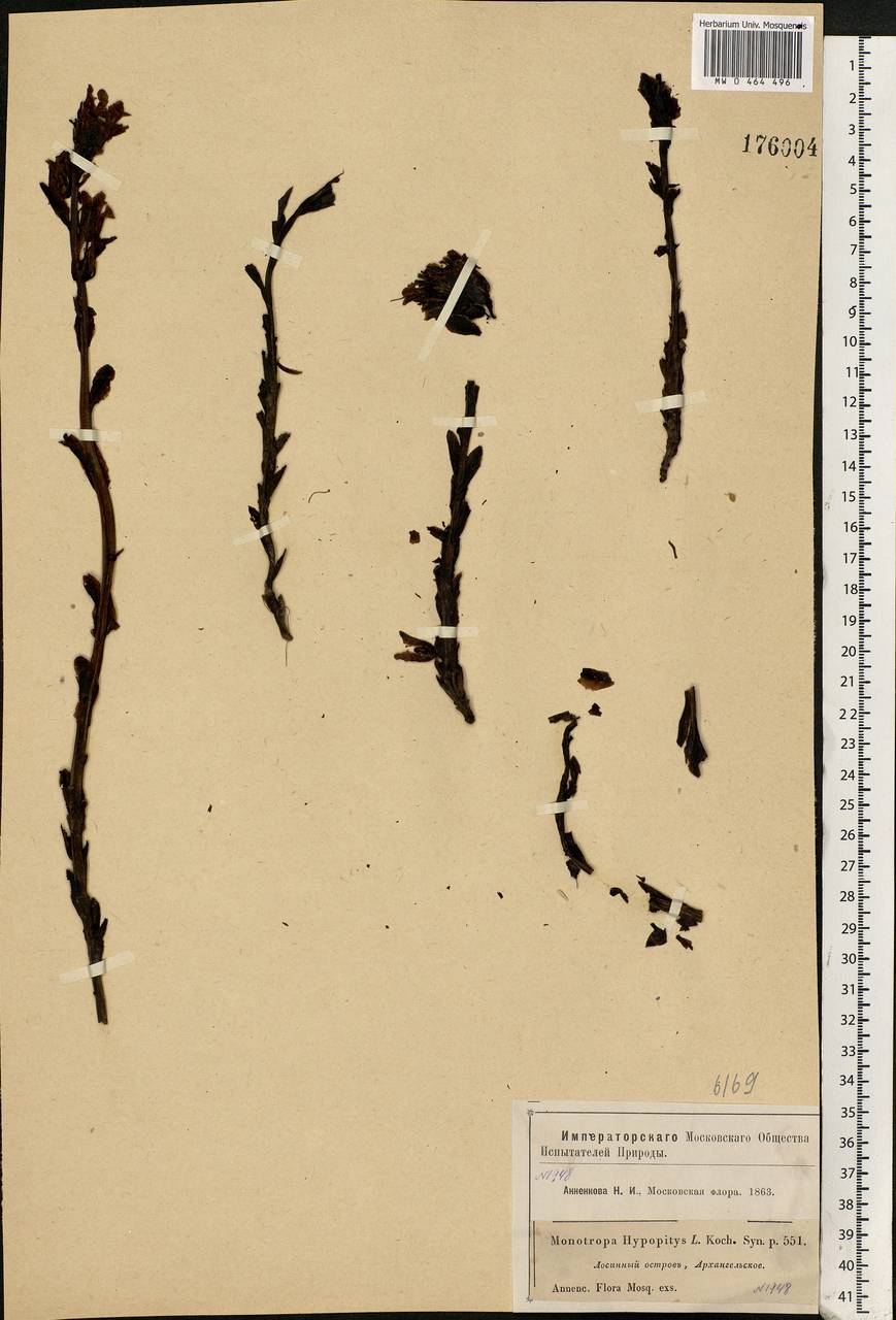 Hypopitys monotropa, Eastern Europe, Moscow region (E4a) (Russia)