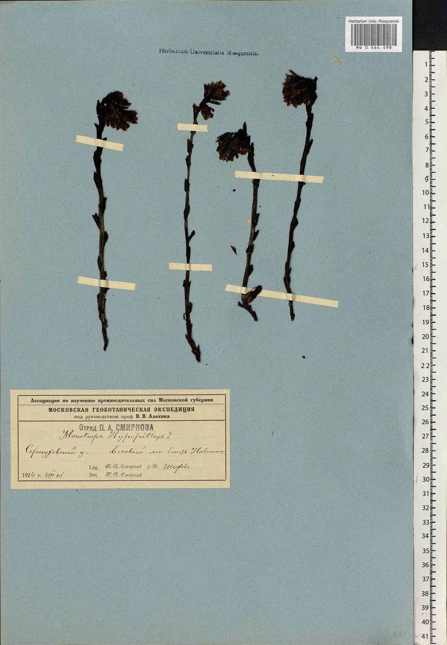 Hypopitys monotropa, Eastern Europe, Moscow region (E4a) (Russia)