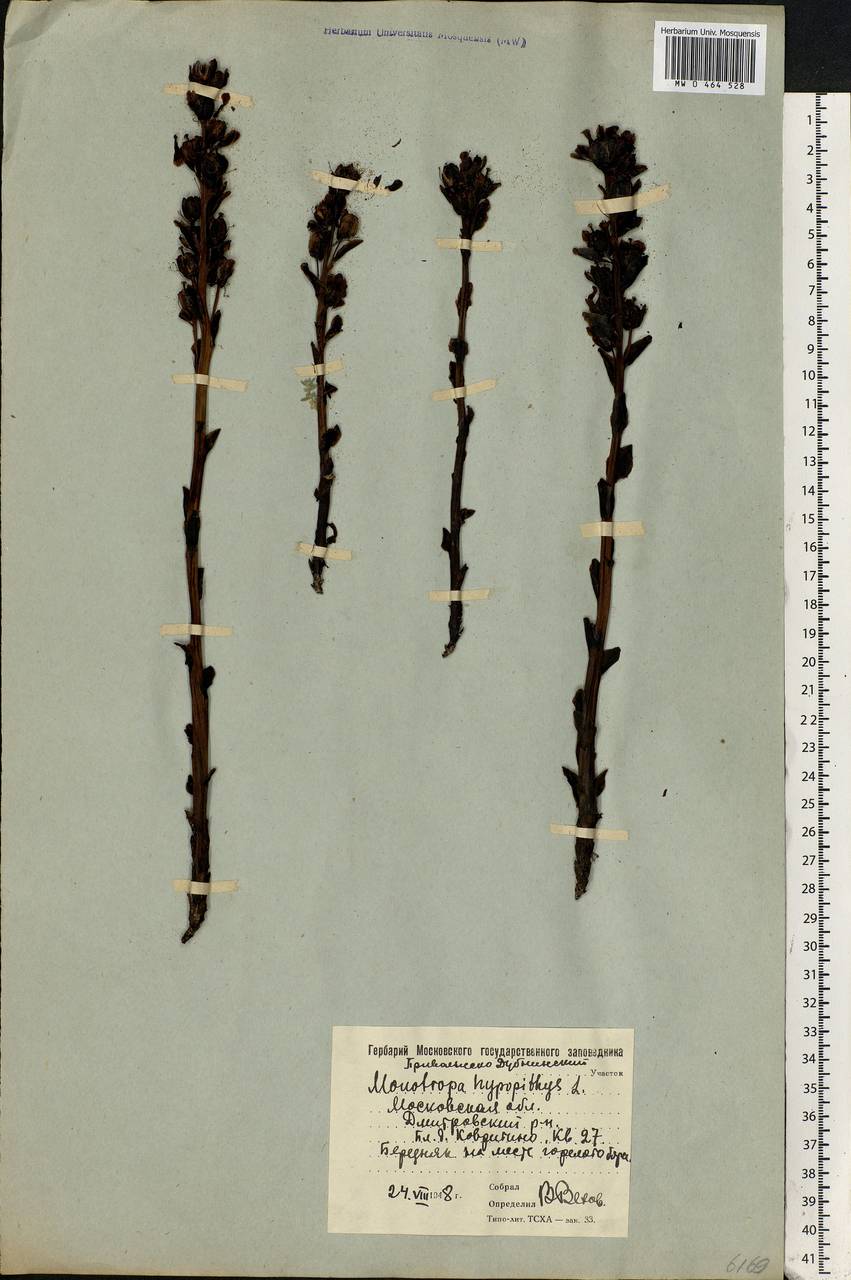 Hypopitys monotropa, Eastern Europe, Moscow region (E4a) (Russia)