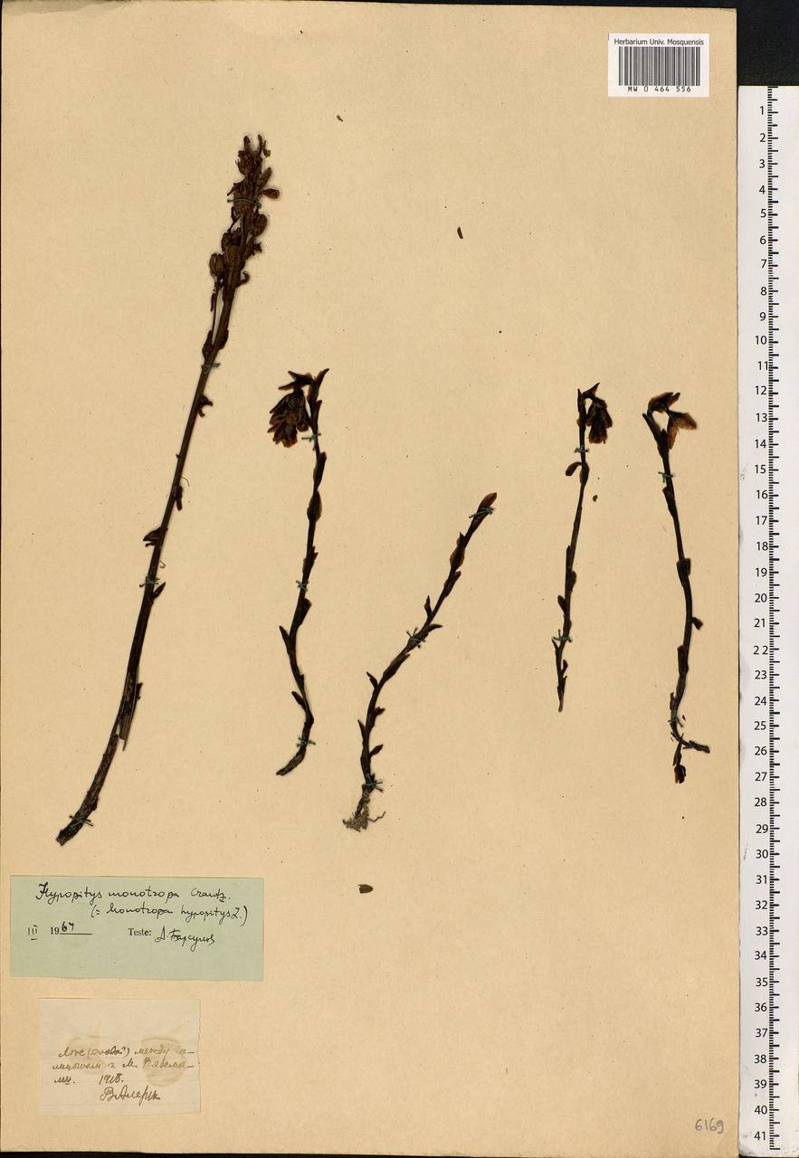Hypopitys monotropa Crantz, Eastern Europe, Moscow region (E4a) (Russia)