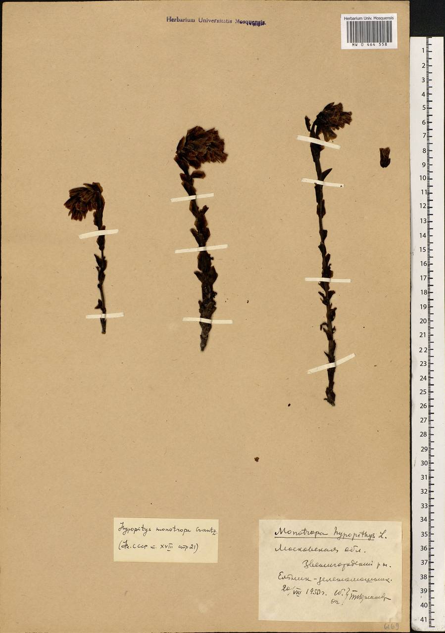 Hypopitys monotropa, Eastern Europe, Moscow region (E4a) (Russia)