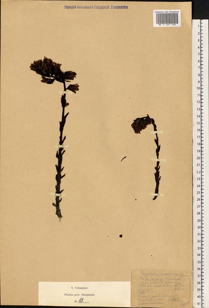 Hypopitys monotropa, Eastern Europe, Moscow region (E4a) (Russia)