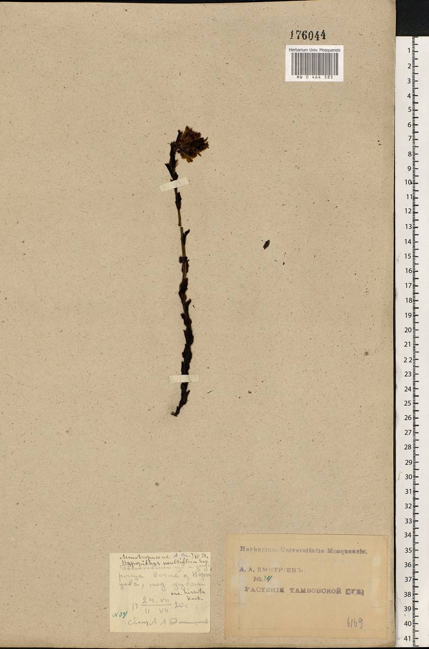 Hypopitys monotropa Crantz, Eastern Europe, Central forest-and-steppe region (E6) (Russia)