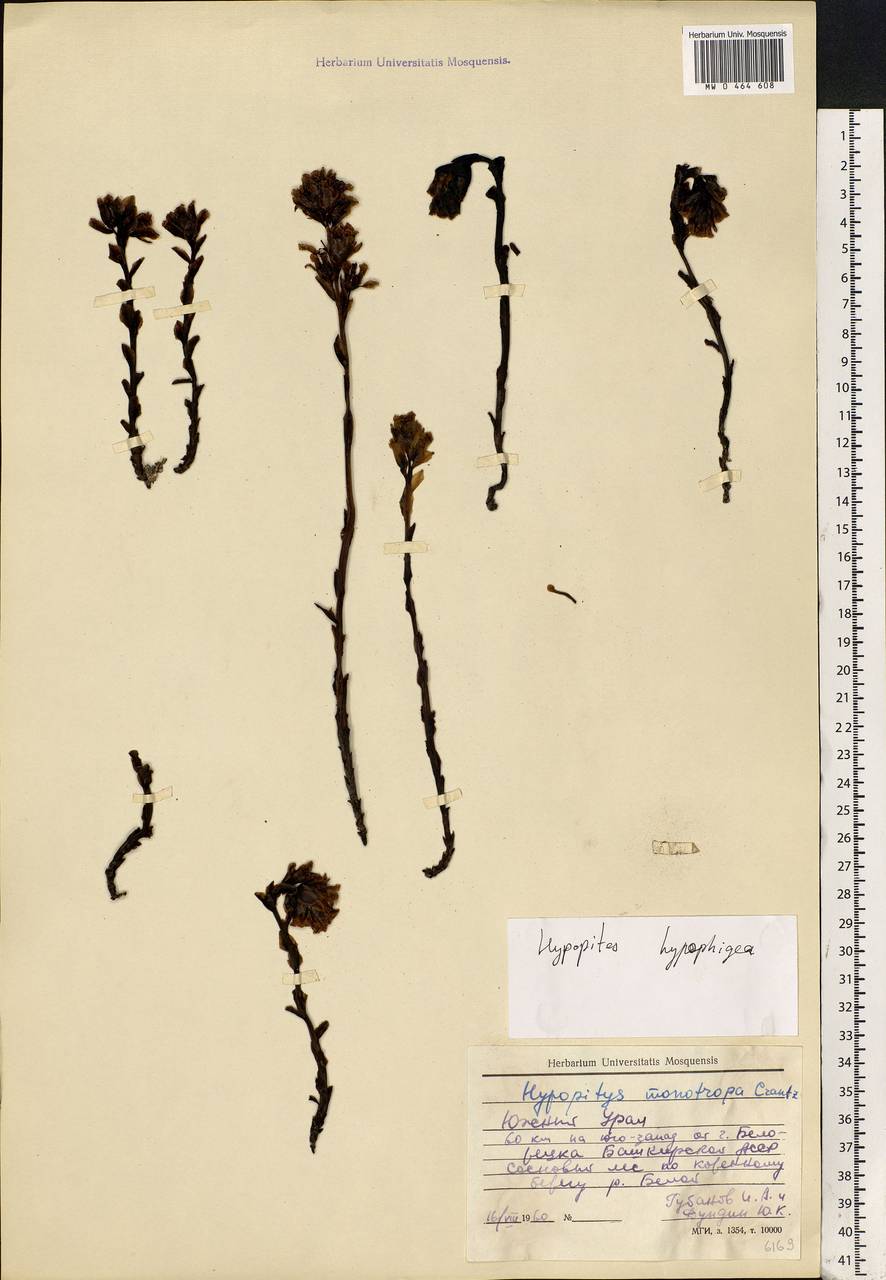 Hypopitys monotropa, Eastern Europe, Eastern region (E10) (Russia)