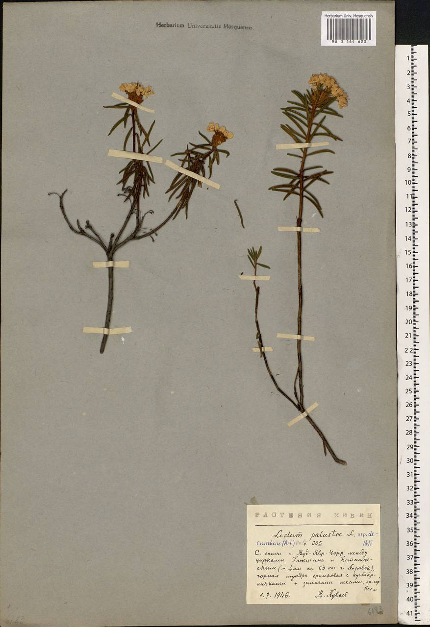 Rhododendron tomentosum (Stokes) Harmaja, Eastern Europe, Northern region (E1) (Russia)